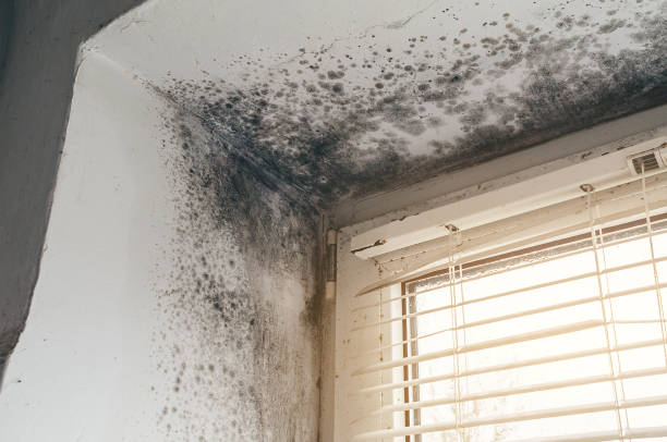 Affordable Mold Cleanup solutions in Allentown, PA