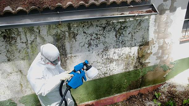 Top rated local Mold Cleanup specialists in Allentown, PA